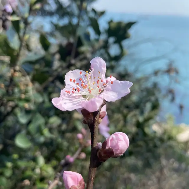 松島空中纜車×海景步道｜貓咪陪你散步的療癒系公園