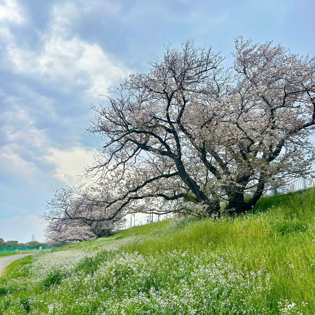 東風平運動公園棒球場•櫻花下的棒球夢