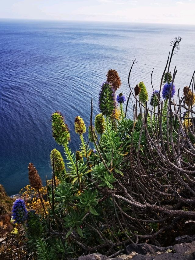 Cristol Rei, Madeira, Portugal