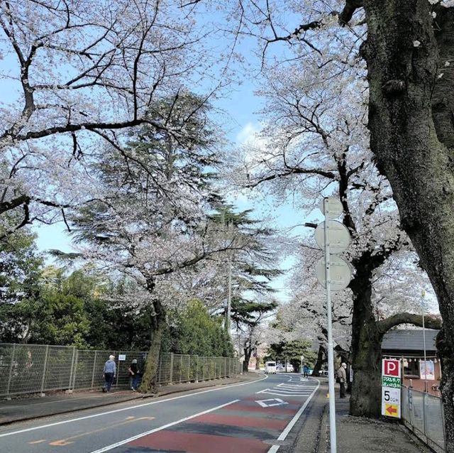 Shimizu Park, Chiba