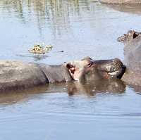 Mandusi Hippo Pool｜坦尚尼亞