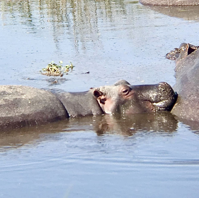 Mandusi Hippo Pool｜坦尚尼亞