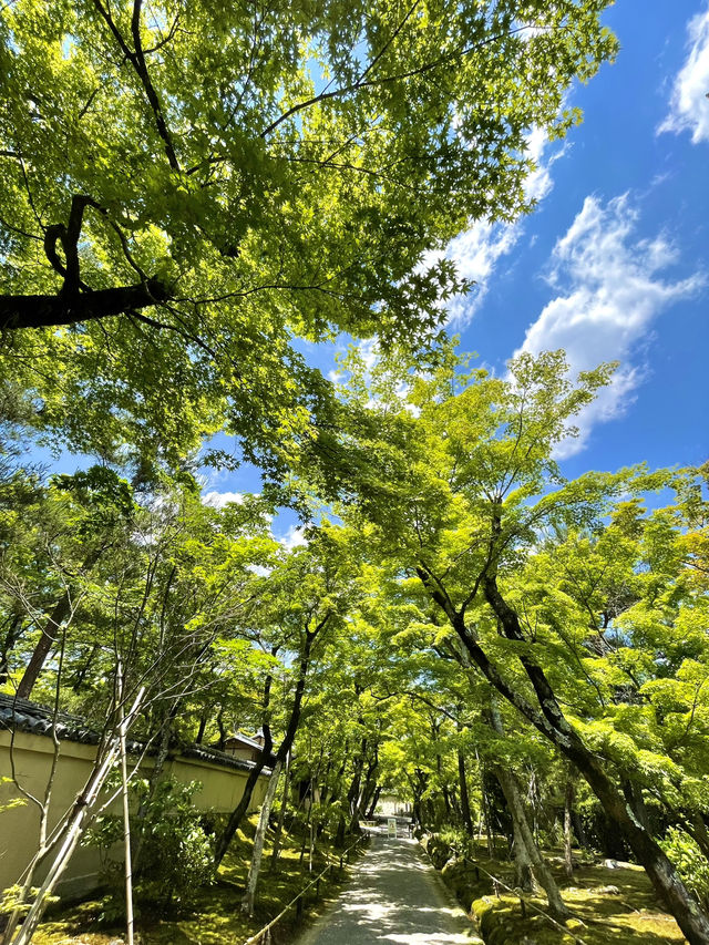 【京都】青紅葉、苔の緑、空、水の流れに魅了される素晴らしい空間