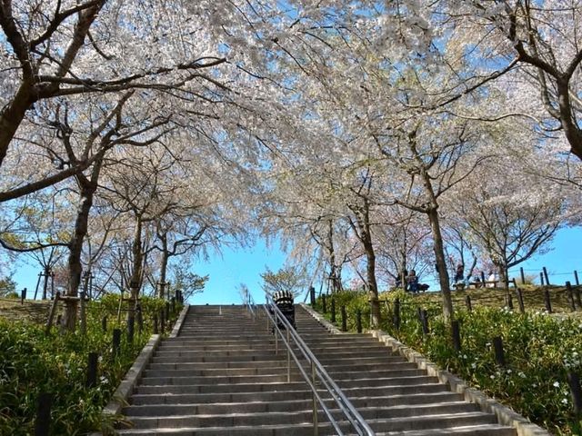 名古屋賞櫻，春光爛漫的東山動植物園