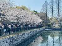 大阪城公園の桜