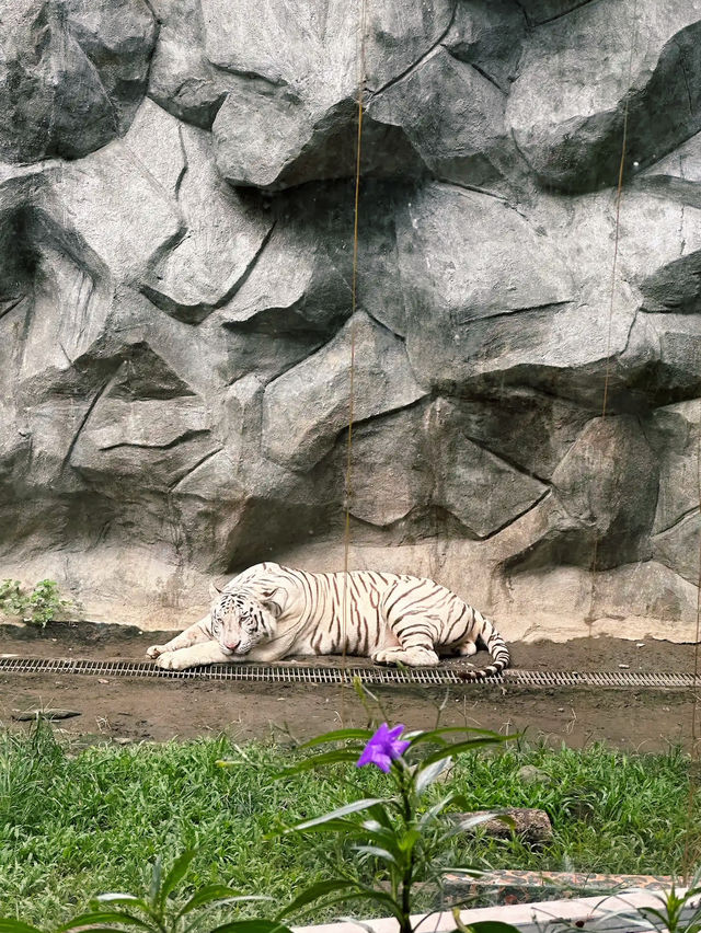 A Wild Escape: Manila Zoo
