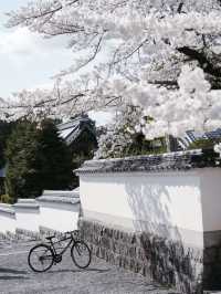 A Cherry Blossom Adventure in Kyoto – 13 Secret Sakura Spots Discovered on a 30,000-Step Day