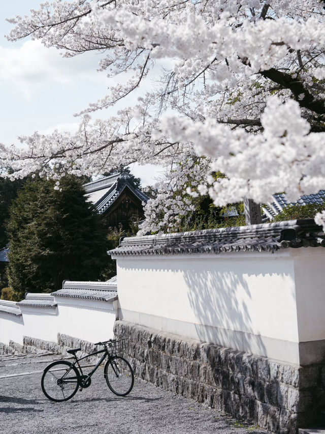 A Cherry Blossom Adventure in Kyoto – 13 Secret Sakura Spots Discovered on a 30,000-Step Day