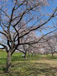 Kitaasaba Sakura Tsutsumi Park – Saitama’s Hidden Riverside Hanami Spot