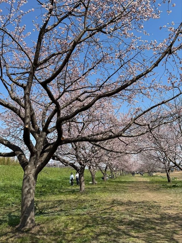 Kitaasaba Sakura Tsutsumi Park – Saitama’s Hidden Riverside Hanami Spot