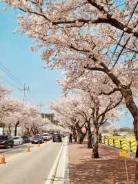 Samcheok Maengbang Canola Flower Fields Travel 
