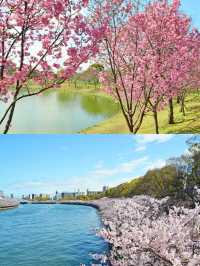 Kansai Cherry Blossom Guide  | Osaka, Kyoto
