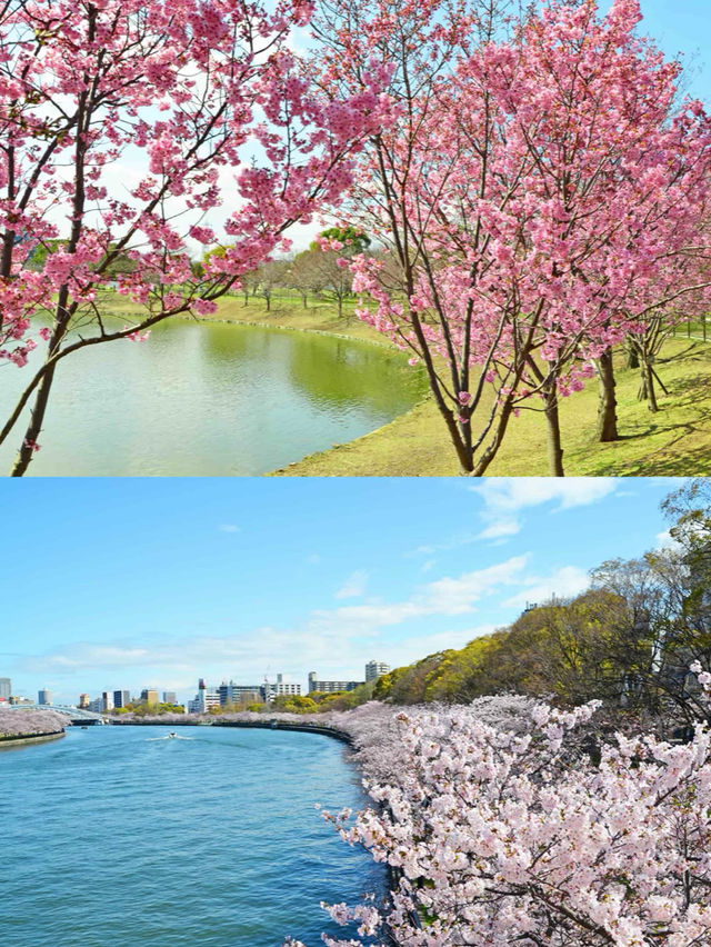 Kansai Cherry Blossom Guide  | Osaka, Kyoto