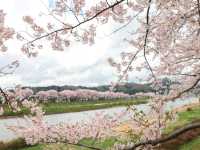 Hinokinaigawa River Embankment Sakura | Akita's 2km Pink Corridor