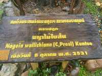 อุทยานแห่งชาติเขาสก