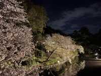 三渓園でお花見　夜ver @横浜🌃🌸