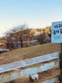 Namhae Yangtte Ranch Yangmori School: A Pastoral Sheep Encounter 