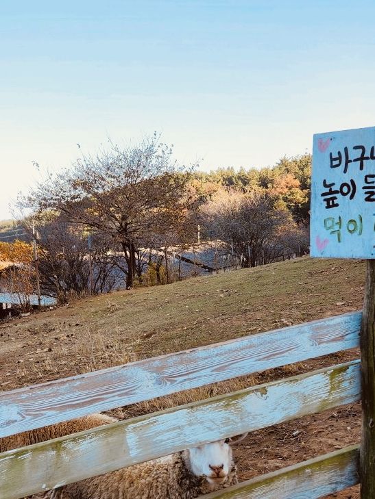 Namhae Yangtte Ranch Yangmori School: A Pastoral Sheep Encounter 