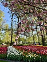 【オランダ】世界最大級のフラワーパーク🌷【キューケンホフ公園】