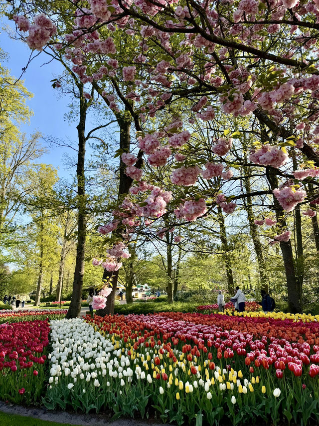 【オランダ】世界最大級のフラワーパーク🌷【キューケンホフ公園】