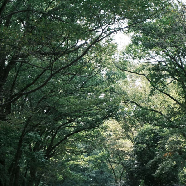 賽之神神社•靜謐中的神聖
