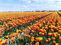 Cycling around scenic Zijpe flower fields mid April