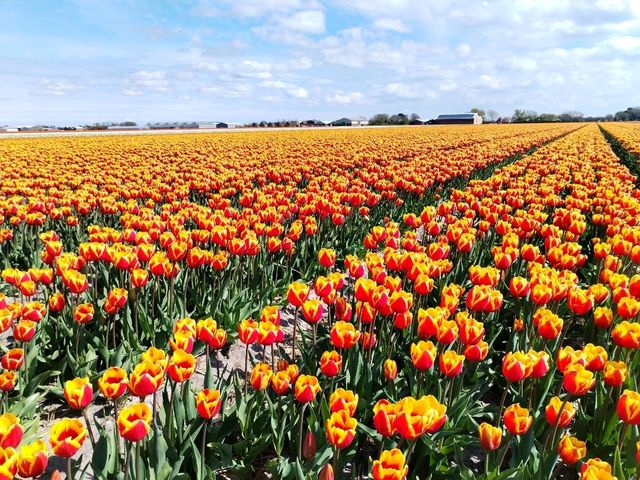 Cycling around scenic Zijpe flower fields mid April