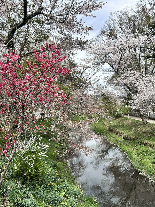 Mount Fuji Magic: Sakura, Serenity, and Stunning Views