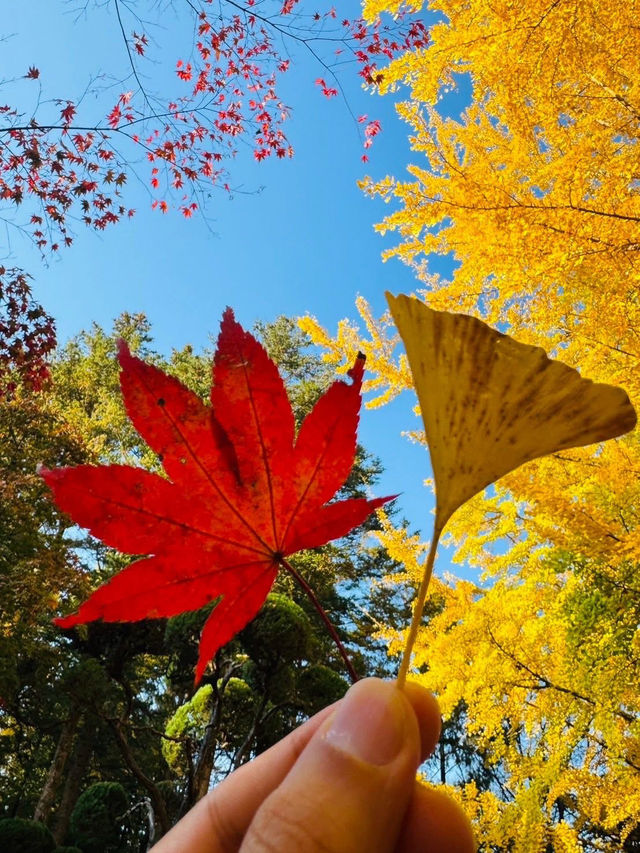 Seoul for fall colors