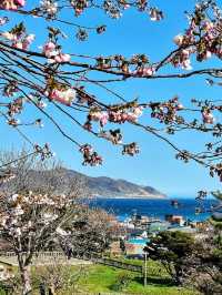 Matsumae Castle: A Springtime Gem in Hokkaido