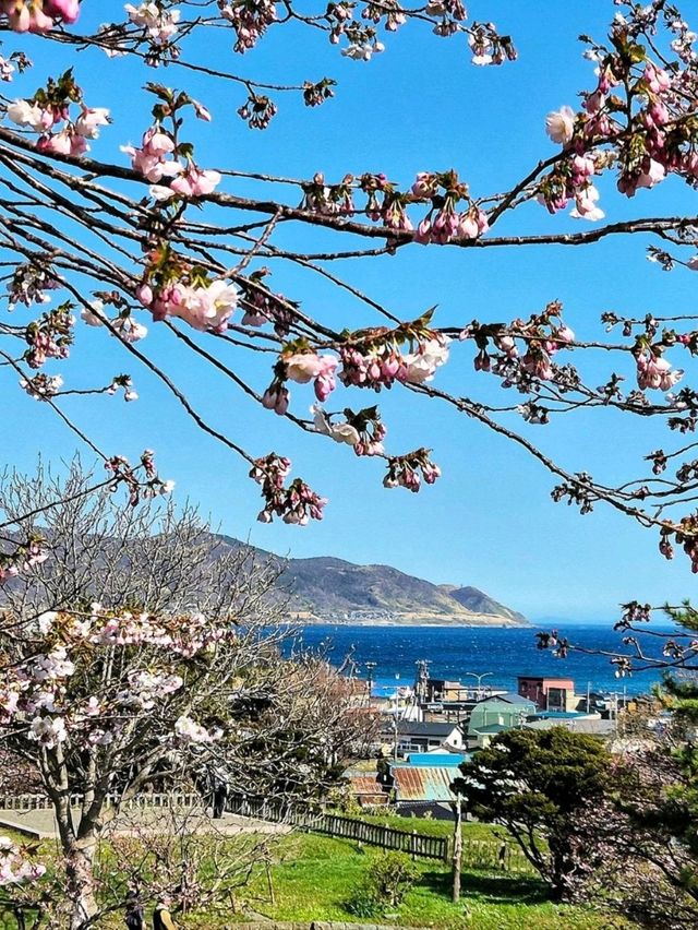 Matsumae Castle: A Springtime Gem in Hokkaido