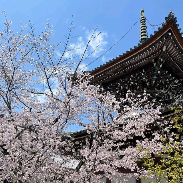 Serenity and Blossoms at Hompō-ji Temple
