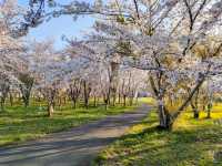 札幌近郊賞櫻秘境---豊平川桜の杜