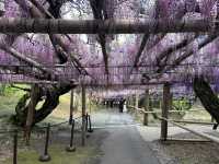 夢幻的紫藤花園