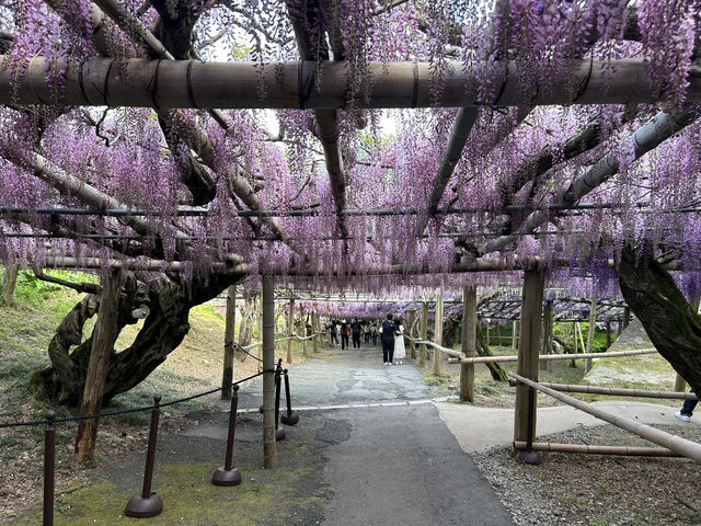 夢幻的紫藤花園