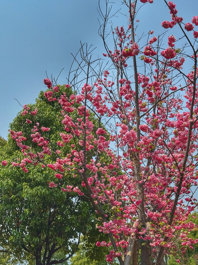 Wings Over Water: A Calm Spring Morning at Haigeng Park