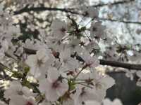 大阪城公園-天守閣