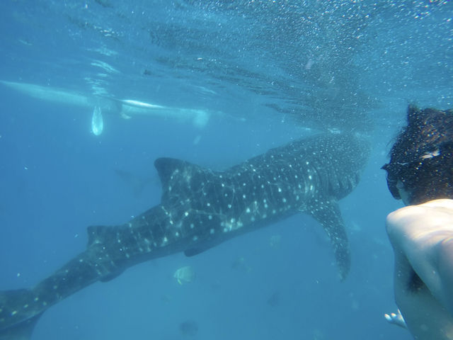 【オスロブ｜セブ島】  “目の前にジンベエザメ。” それも1匹じゃない。海に入った瞬間、心が震える。