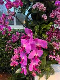 The Bronx in Bloom: The Orchid Show at NYBG