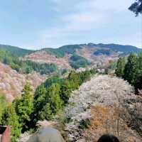 Cherry Blossom Heaven on a Hill