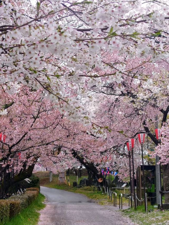 Iina Kōen Sakura Matsuri