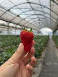 #大阪京都 50分鐘即摘即食🍓放題食到飽😍大滿足❣️ 