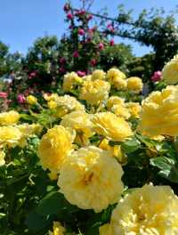 【横浜】百花繚乱の横浜へ行こう