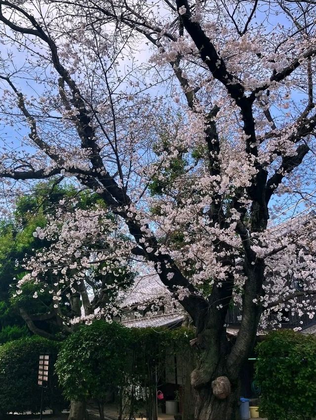 Kurashiki – Where Canals Whisper Japan’s Artistic Past