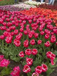 Keukenhof Gardens: A Living Rainbow in the Heart of the Netherlands