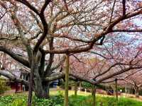 四季都有花的能古島海島公園🌺