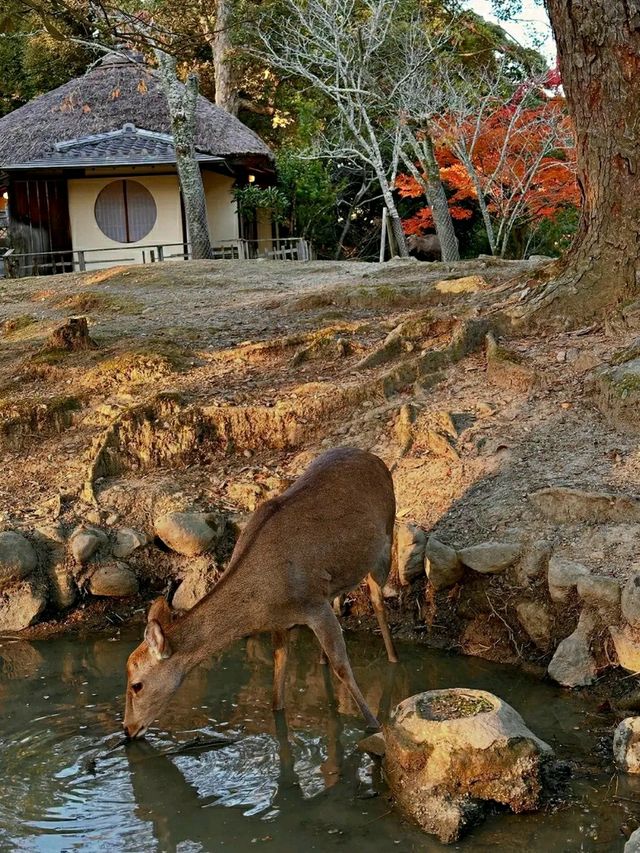 Discovering Kyoto: The Timeless Cultural Heart of Japan