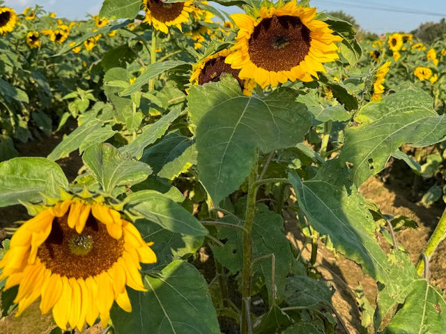 桃園·向陽農場的向日葵盛景🌻