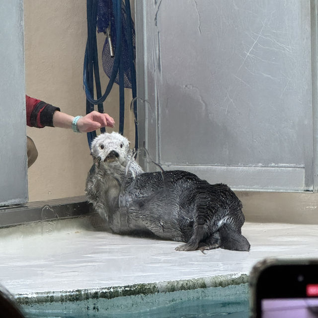 日本で唯一ラッコに会える水族館🦦ꕀ