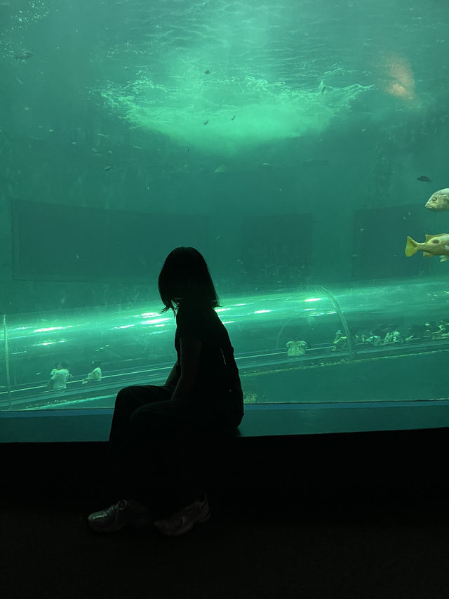 [ชลบุรี] 🪼 Bangsaen Aquarium (อควาเรียมบางแสน)